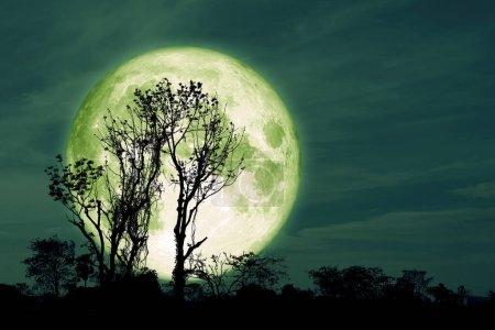 Téléchargez les photos : Pleine croûte verte Lune et arbre silhouette dans le champ et le ciel nocturne, Éléments de cette image fournis par la NASA - en image libre de droit