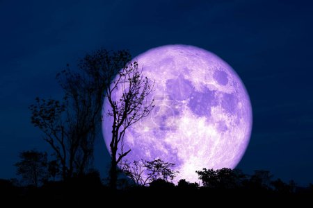 Téléchargez les photos : Pleine croûte violette Lune et arbre silhouette dans le champ et le ciel nocturne, Éléments de cette image fournis par la NASA - en image libre de droit