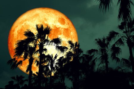 Téléchargez les photos : Rose Full Hunger Moon on night sky back silhouette palmier, Eléments de cette image fournis par la NASA - en image libre de droit