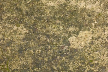 Photo for Yellow background covered with greenery, yellowish concrete, concrete texture, close-up. High quality photo. Old concrete greenish slab - Royalty Free Image