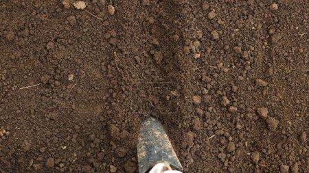 Photo for Black soil is ready for seedlings. Brown soil in the homestead. Close-up of land in the garden, spring preparation for gardening. Good and clean moist soil in the greenhouse - Royalty Free Image