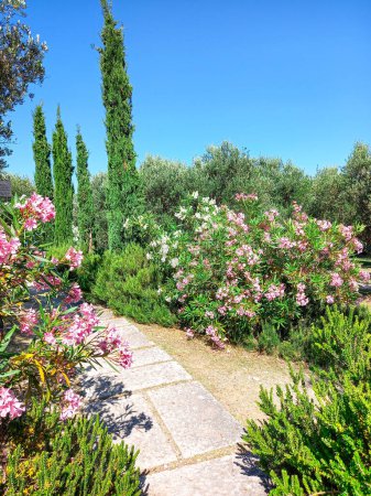 Beautiful green trees of the garden in Sirmione