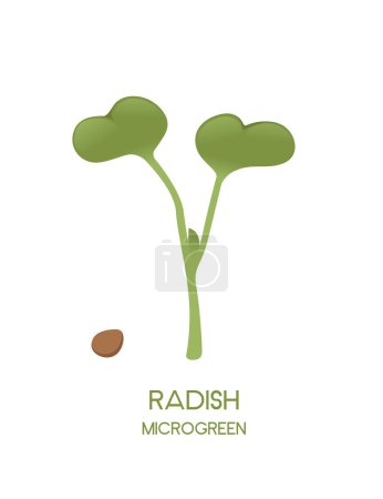 Illustration for Fresh microgreen superfood sprouts radish healthy nutrition vector illustration isolated on white background. - Royalty Free Image