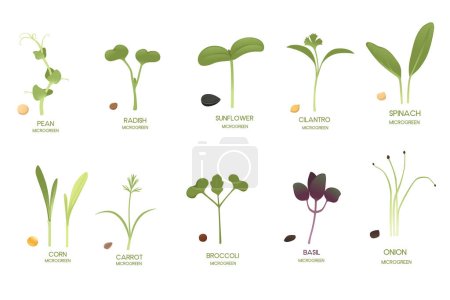 Set of fresh microgreen superfood sprouts healthy nutrition vector illustration isolated on white background.