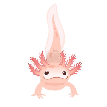 Illustration for Cute cartoon axolotl pink color amphibian animal vector illustration isolated on white background. - Royalty Free Image