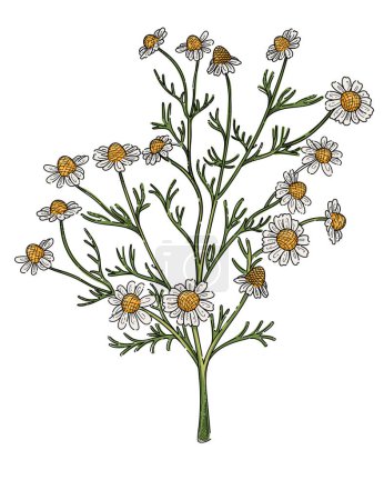 Flor de manzanilla con tallo verde bosquejo dibujado a mano colorido para la ilustración del vector del libro de dibujo aislado sobre fondo blanco.