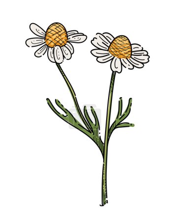 Flor de manzanilla con tallo verde bosquejo dibujado a mano colorido para la ilustración del vector del libro de dibujo aislado sobre fondo blanco.