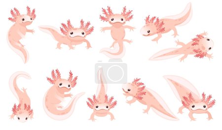 Set of cute cartoon axolotl pink color amphibian animal vector illustration isolated on white background.
