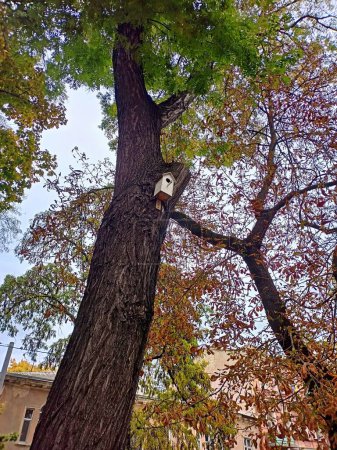 Foto de Vivienda creada artificialmente para las aves en los parques de la ciudad es un signo de cuidado de la flora y fauna circundante. - Imagen libre de derechos