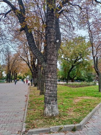 Foto de Un paseo pausado por los senderos del parque otoñal atrae la atención a cada árbol que dispersa los colores iridiscentes de sus hojas.. - Imagen libre de derechos