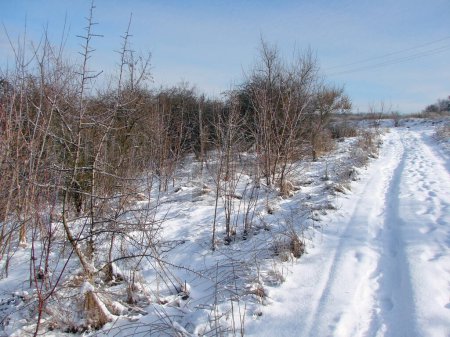 An unparalleled view of an untrodden forest road after a long snowfall under the rays of a bright frosty sun against the background of a white-blue sky on the horizon.