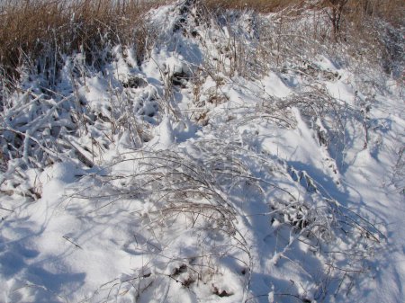Zauberhaftes natürliches Bild von weichem, flauschigem Schnee unter den Sonnenstrahlen, der mit funkelnden Flecken auf den Ästen der Küstenvegetation blendet.