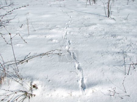 A pleasant look at the untouched cover of freshly fallen snow at the foot of the forest strip, on which the traces of wild steppe animals are barely visible.