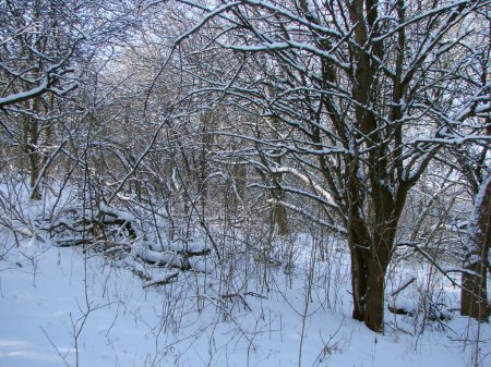 Es ist angenehm, die unwegsamen Schneeverwehungen am Fuße der Bäume in den Tiefen des Steppenwaldes unter den Strahlen der strahlend frostigen Sonne zu betrachten..