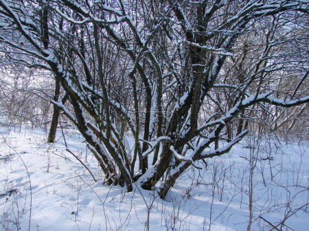 It is pleasant to look at impassable drifts of freshly fallen snow at the foot of trees in the depths of the steppe forest under the rays of a bright frosty sun.