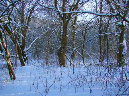 Es ist angenehm, die unwegsamen Schneeverwehungen am Fuße der Bäume in den Tiefen des Steppenwaldes unter den Strahlen der strahlend frostigen Sonne zu betrachten..