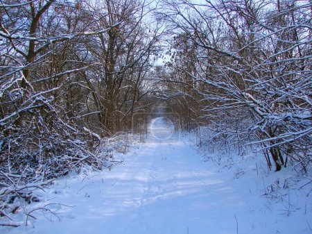 Ein atemberaubender Blick auf einen unbetretenen Waldweg, über den sich Äste unter der Last frisch gefallenen Schnees beugen.