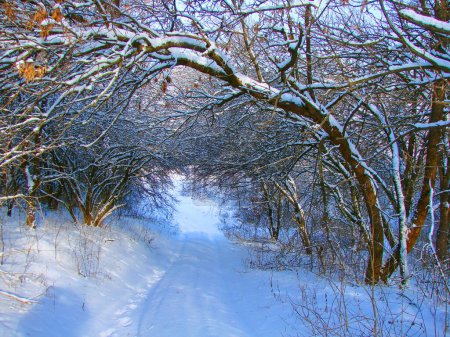 Ein atemberaubender Blick auf einen unbetretenen Waldweg, über den sich Äste unter der Last frisch gefallenen Schnees beugen.