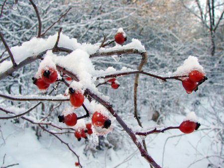Fantastischer natürlicher Farbkontrast gefrorener roter Hagebuttenbeeren unter einer Kappe aus gefrorenem Schnee auf weißem Hintergrund eines verschneiten Waldes.