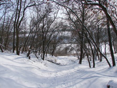 The landscape of the forest road that goes down the slope and leads to the overgrown shore of the steppe lake.