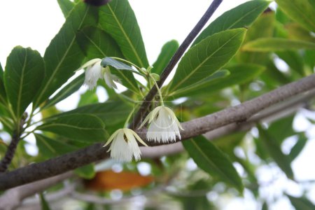 Téléchargez les photos : Fleurs de couleur crème claire et fond de feuilles vert flou de Fairy Petticoats arbre sur brosse, Thaïlande. - en image libre de droit