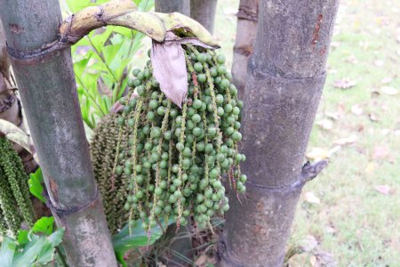 Photo for Young green fruits of Caryota uens tree or Fishtail Palm on bunch and trunk in nature environment. Another name is Wart Fishtail palm, Burmese fishtail palm, Clustered Fishtail palm. - Royalty Free Image