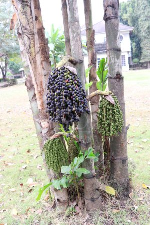 Photo for Ripe fruits of Caryota uens tree or Fishtail Palm on branch and young green fruit on another bunch beside trunk. Another name is Wart Fishtail palm, Burmese fishtail palm, Clustered Fishtail palm. - Royalty Free Image