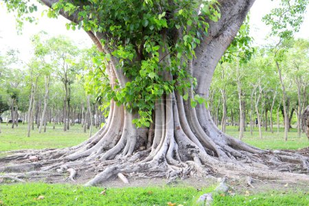 Photo for Roots and trunk above ground of Sacred tree and leaves on branches. Another name is Sacred fig, Peepal tree, Bo tree, Bodhi tree, Peepal of India, Pipal of India. Peepul of India. - Royalty Free Image
