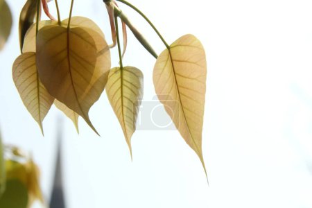 Photo for Group of young leaves of Sacred tree on branch and white sky background. Another name is Sacred fig, Peepal tree, Bo tree, Bodhi tree, Peepal of India, Pipal of India. Peepul of India. - Royalty Free Image