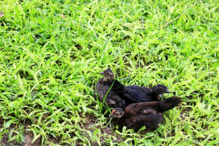 Foto de Pollos negros sobre hierba verde. - Imagen libre de derechos