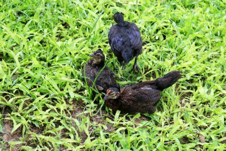 Foto de Grupo de pollo negro sobre hierba verde fresca. pollo sentado, durmiendo, caminando sobre la hierba. - Imagen libre de derechos