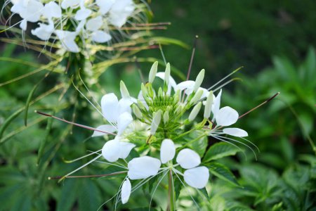 Primer plano de flores de araña blanca o Cleome floreciendo sobre inflorescencia y fondo natural borroso. Otro nombre es Rocky Mountain bee plant, hediondo trébol.
