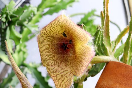 Nahaufnahme Stapelia Blume im Topf blühende und Insekten im Inneren mit Detail Streifen auf Blütenblatt.