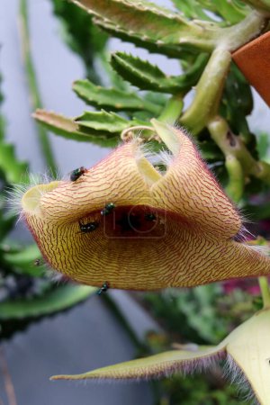 Gros plan à côté de la fleur de Stapelia fleurissant sur une branche en pot et des insectes attrapant des pétales avec des bandes de détail sur les pétales.