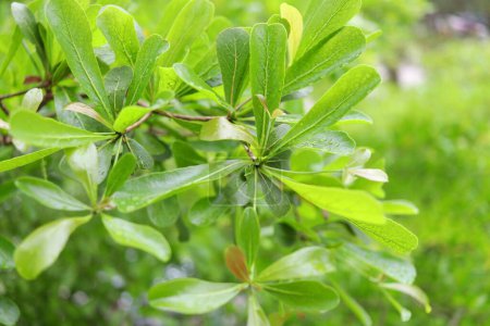 Afara noir ou Côte d'Ivoire feuilles vertes d'amande sur la branche avec des gouttelettes de pluie dessus. Le nom scientifique est Terminalia Ivorensis.