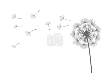 Illustration for Vector illustration dandelion time. Black Dandelion seeds blowing in the wind. The wind inflates a dandelion isolated on white background - Royalty Free Image