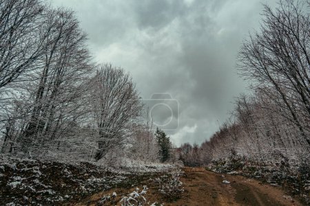 Photo for The trees bowed in the cold winter wind - Royalty Free Image