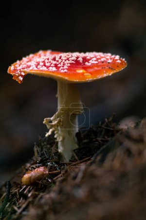 Photo for Fly-agaric with large white spikes on the pileus - Royalty Free Image