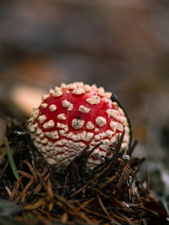 Photo for Red ball of poisonous mushroom - Royalty Free Image