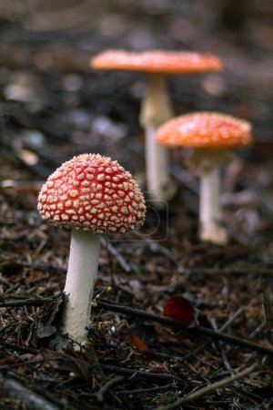 Photo for Amanitas in a forest clearing - Royalty Free Image