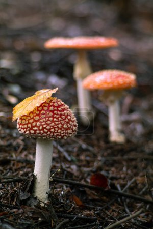 Photo for Beautiful but poisonous mushrooms in the autumn forest - Royalty Free Image