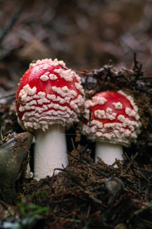 Photo for A pair of red mushrooms makes their way out of the ground - Royalty Free Image