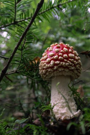Photo for Beautiful and large toadstool among the needles - Royalty Free Image