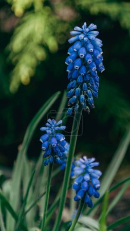 Photo for Blue outfit of charming muscari - Royalty Free Image