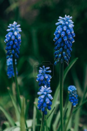 Photo for Bright blue inflorescences of spring muscari flowers - Royalty Free Image
