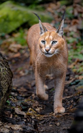 Photo for Portrait of Caracal in zoo - Royalty Free Image