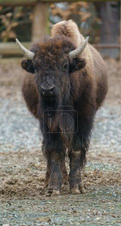 Foto de Photo of a American bison - Imagen libre de derechos