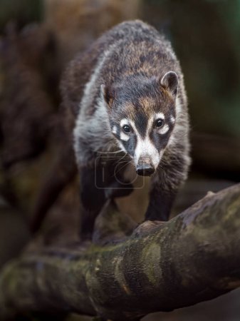 Foto de Coati sudamericano en zoológico - Imagen libre de derechos