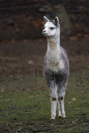 Foto de Portrait of Alpaca in zoo - Imagen libre de derechos