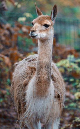 Photo for Portrait of Vicugna in zoo - Royalty Free Image